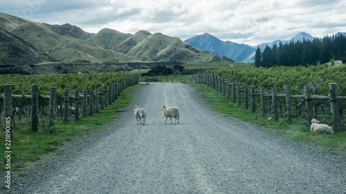 Sheep Crossing Road In Marlborough Vineyard Valley Views to Mountains and Sky, New Zealand South Island 