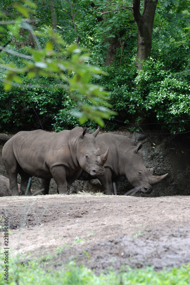 Obraz premium Para nosorożców stojących w cieniu drzew