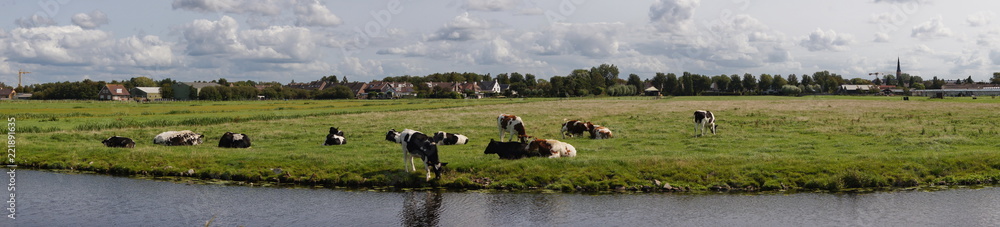 Fototapeta premium Landleben mit Kühe