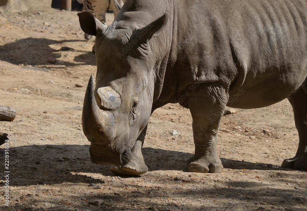 Fototapeta premium Chodzący nosorożec z jednym dużym rogiem i jednym małym rogiem
