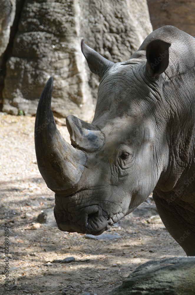 Obraz premium Z bliska spójrz na twarz nosorożca