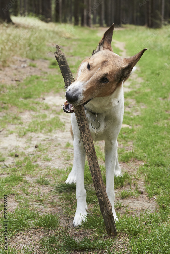 Smooth collie dog playing with stick in forest