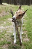 Smooth collie dog playing with stick in forest