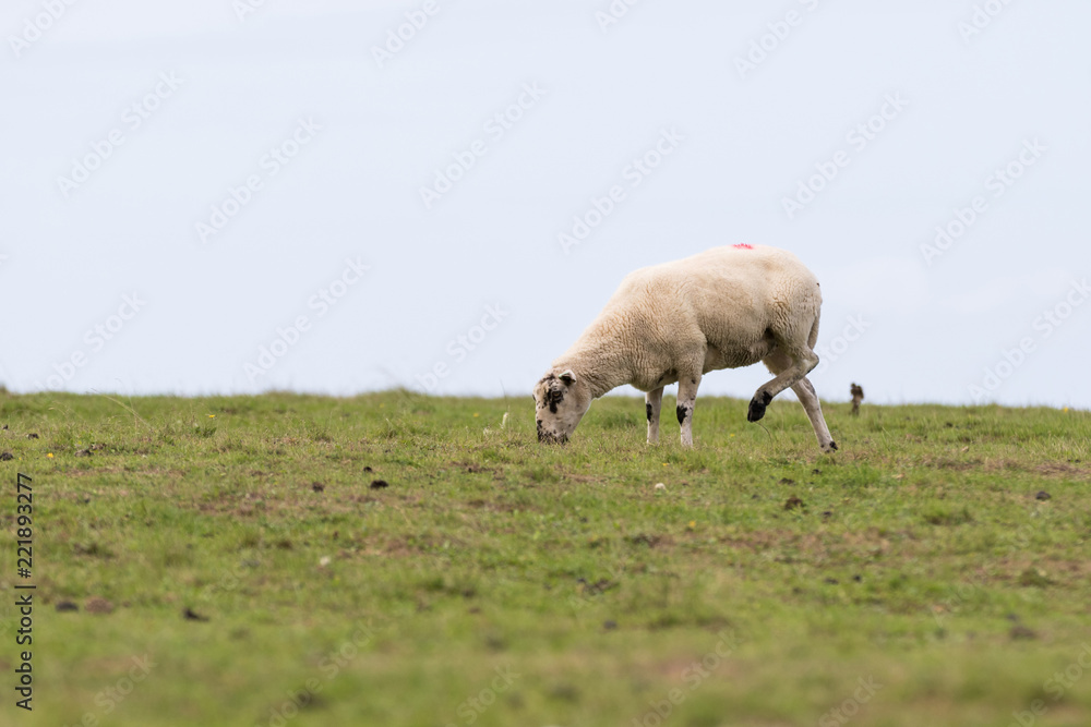 A sheep standing on just three legs eating grass A sheep standing on just three legs eating grass