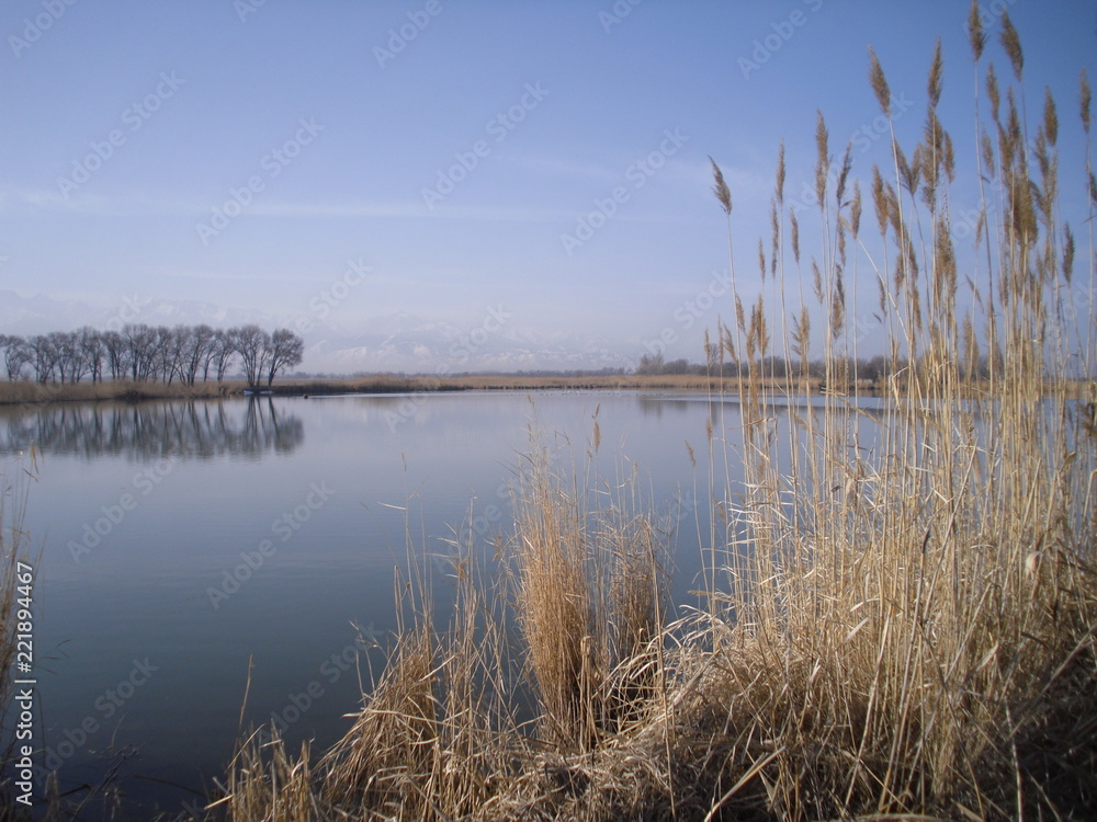 reeds in lake reeds in lake