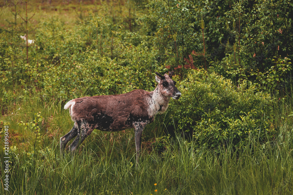 Young reindeer in the forest eating of a bush