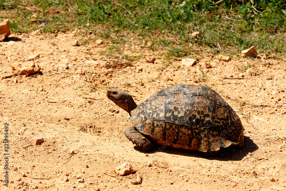Fototapeta premium Tortoise walking down the dusty road