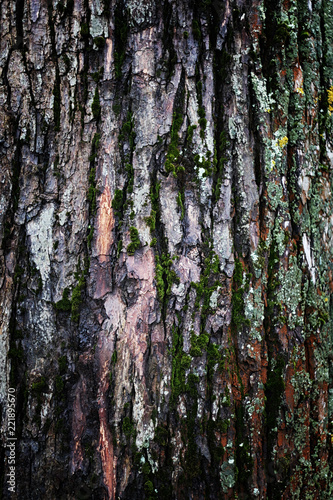Fototapeta Naklejka Na Ścianę i Meble -  background tree bark