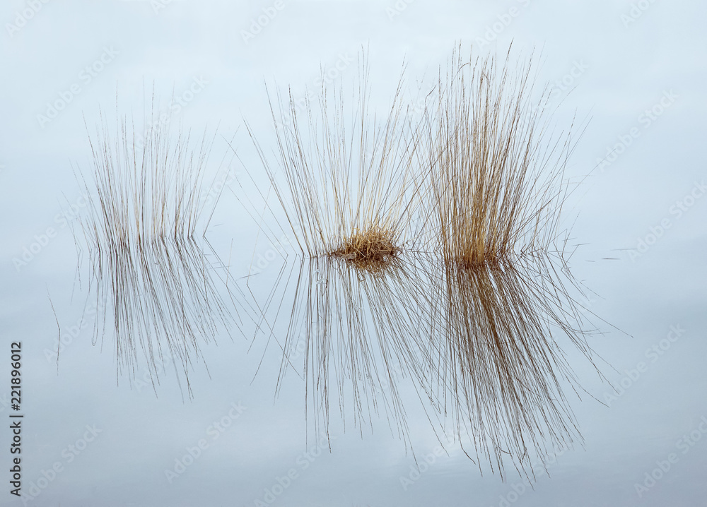 partly submerged grasses in water