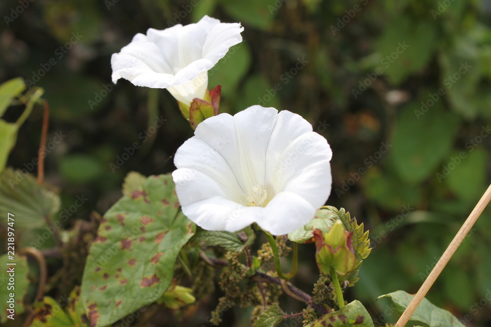 Convolvulus wrapped in a Nettles Convolvulus wrapped in a Nettles