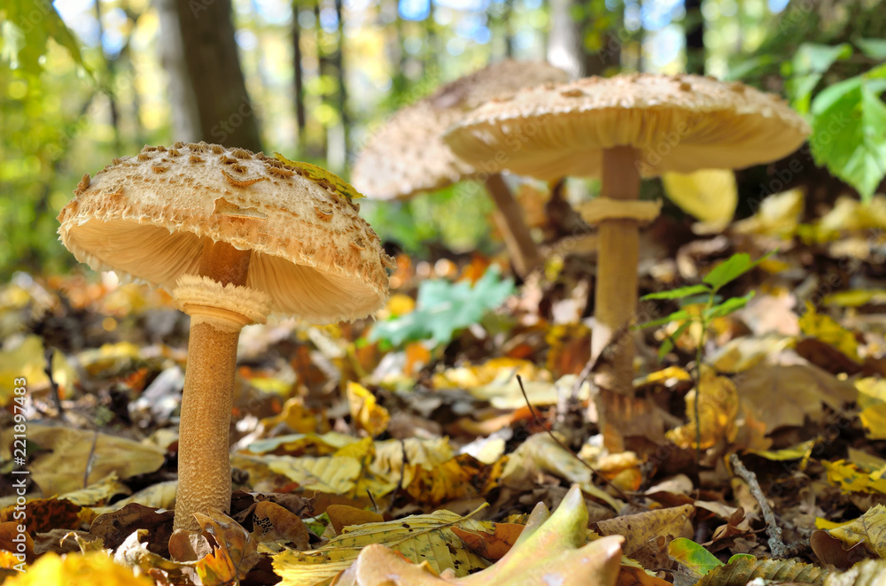 Mushrooms growing in the woods among the fallen leaves. Autumn mushrooms and plants in the forest. Amanita rubescens. Mushrooms growing in the woods among the fallen leaves. Autumn mushrooms and plants in the forest. Amanita rubescens.