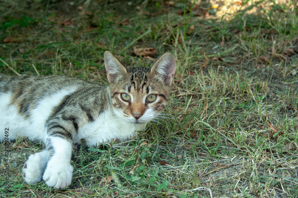 Adult cat on grass Adult cat on grass