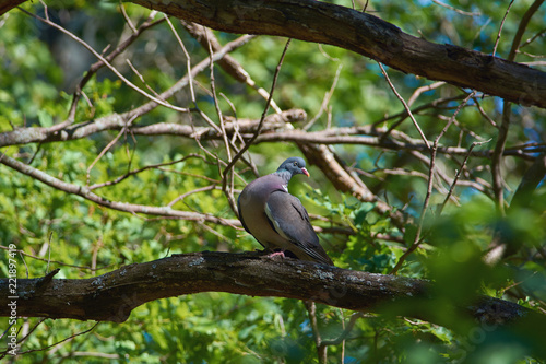 Common wood pigeon sits a branch covered with lichen, in a natural habitat.