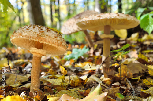 Mushrooms growing in the woods among the fallen leaves. Autumn mushrooms and plants in the forest. Amanita rubescens.