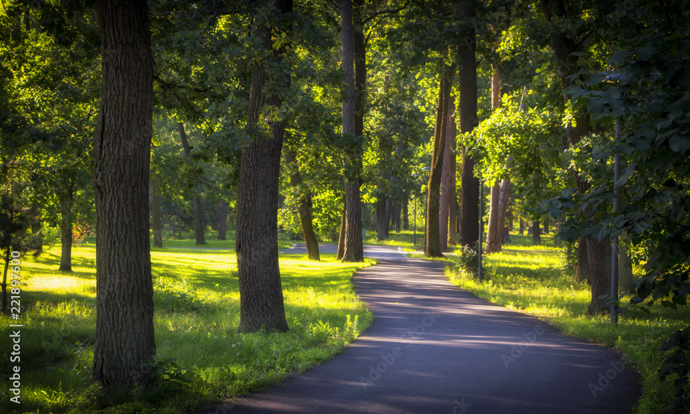 A dirt road in the spring deciduous forest. A dirt road in the spring deciduous forest.