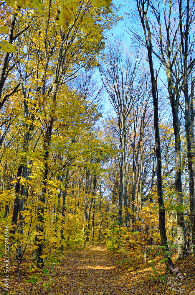 Fototapeta premium Trees in the autumn forest among yellow leaves. Autumn landscapes in the forest. Yellow and red leaves on trees in autumn park.