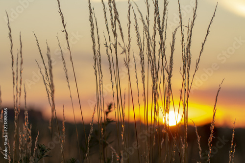 dry grass sky summer sunset close up