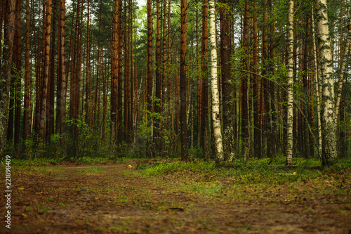 Path in the forest