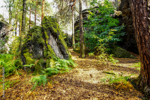 Fototapeta Saxon Switzerland, where the rocks speak their own language and the trees grow i