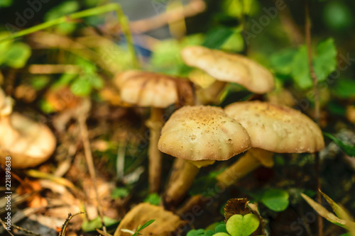 Mushrooms in the forest