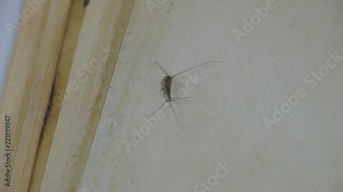 Insect feeding on paper - silverfish. Pest books and newspapers.