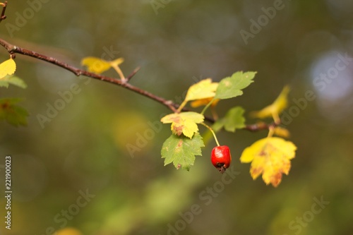 Wallpaper Mural Hawthorn (Crataegus L.) is a large family of shrubs and trees of the rosary family Torontodigital.ca