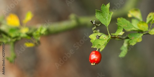 Hawthorn (Crataegus L.) is a large family of shrubs and trees of the rosary family