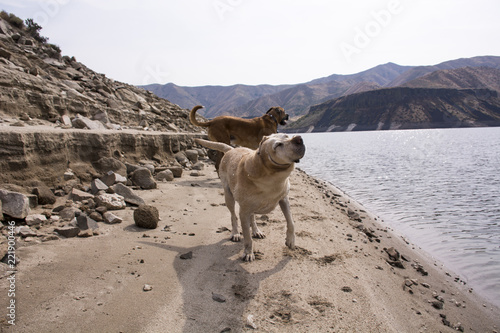 post swim dogs