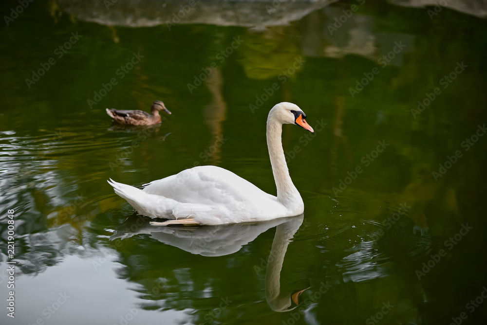 Swan Swan
