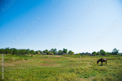 Horses on the farm in summer © SGr