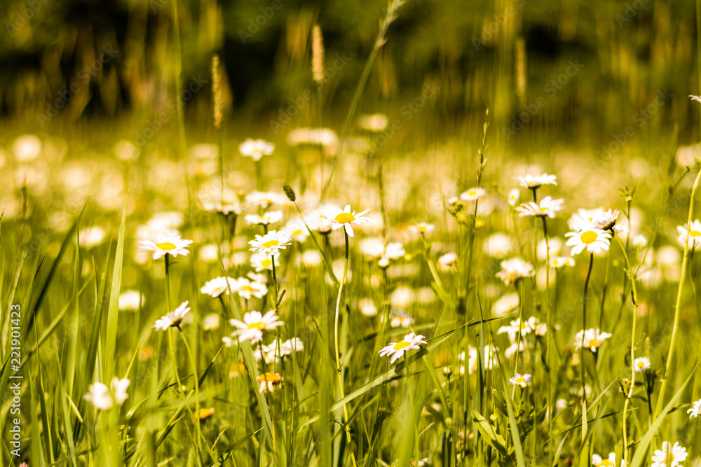 Fototapeta premium Daisy field