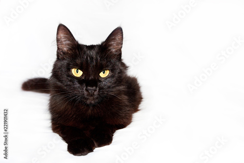 Black fluffy cat