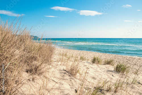 Grass on the sandy beach