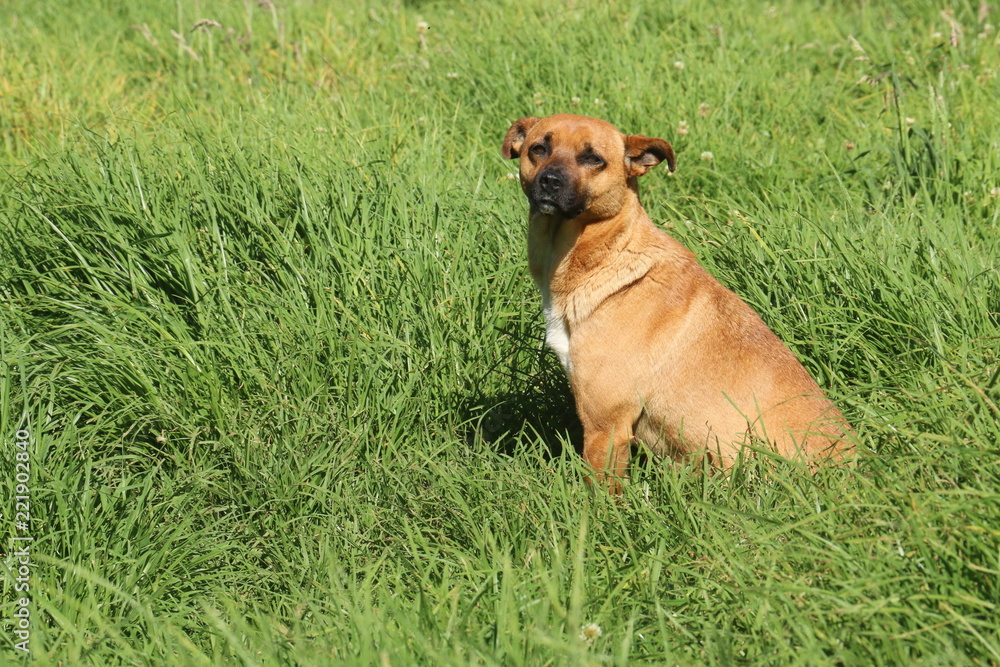 PERRO PERRO