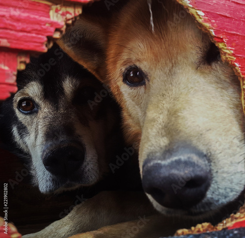 alaskan huskies in dog box photo