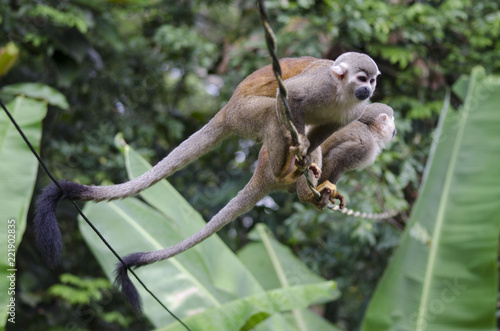 Monkey at the trees