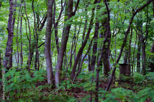 初夏　早朝の小雨に濡れた林 © 田中史彦
