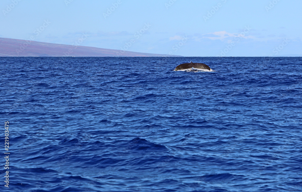 Fototapeta premium Whale's tail, Maui, Hawaii