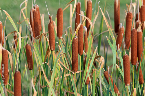 Fototapeta Typha Latifolia