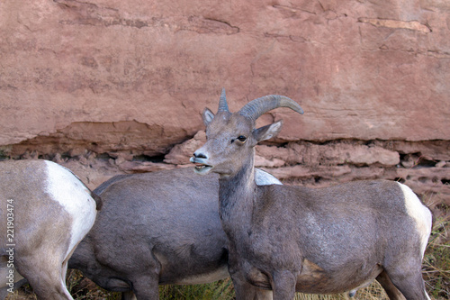 Closeup of Desert Bighorn Sheep between Rim Rock Drive and a steep cliff in Colorado National Monument