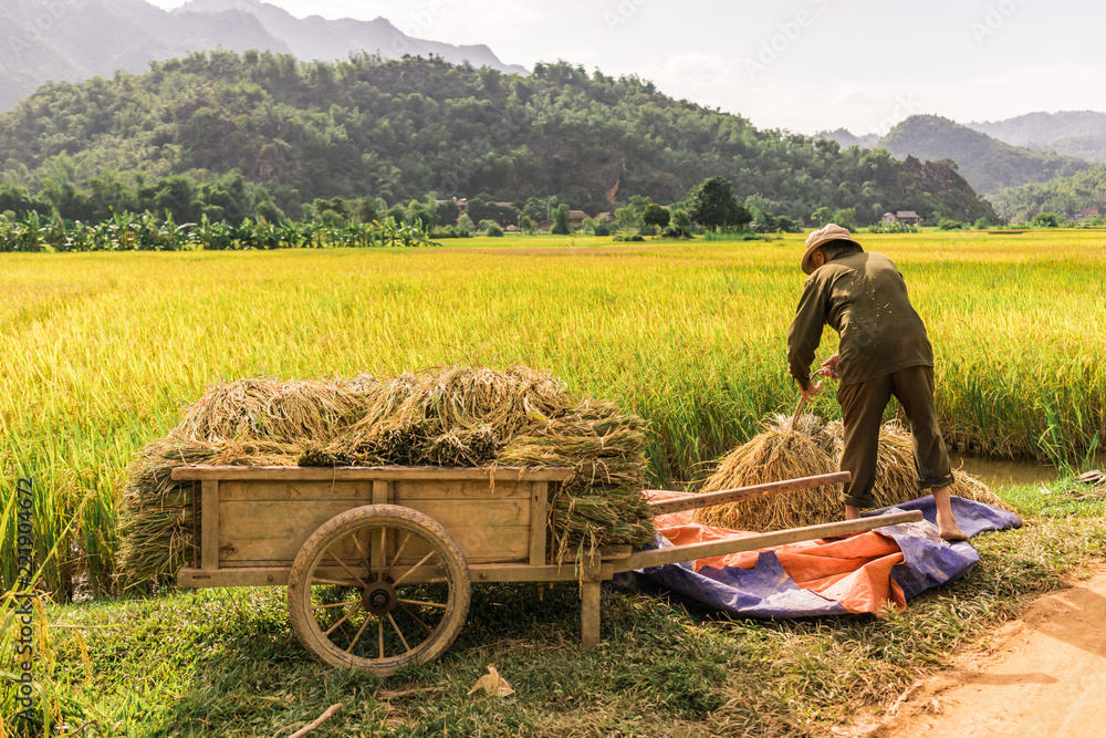 Obraz premium Man working in the rice fields near Lac Village, Mai Chau valley, Vietnam. Beautiful fall afternoon during harvest time, wooden cart in the foreground.