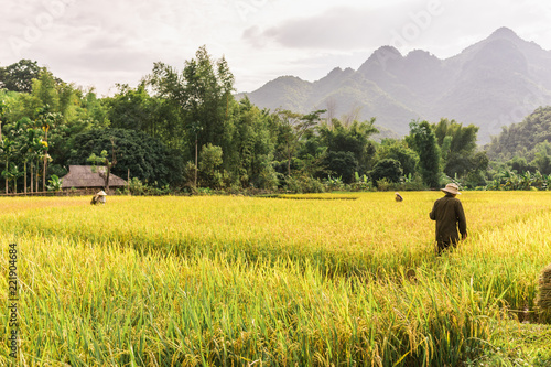 Man working in the rice fields near Lac Village, Mai Chau valley, Vietnam. Beautiful fall afternoon during harvest time, wooden cart in the foreground.