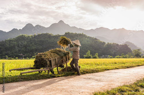 Woman working in the rice fields near Lac Village, Mai Chau valley, Vietnam. Beautiful fall afternoon during harvest time, wooden cart in the foreground.