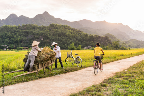 Woman riding a bicycle a rice field near Lac Village, Mai Chau valley, Vietnam. Beautiful fall sunset during harvest time. Cultivated cereal grain growing in flooded fields.