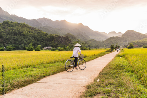 Woman in a rice hat riding a bicycle in a ricefield near Lac Village, Mai Chau valley, Vietnam. Beautiful fall sunset during harvest time.