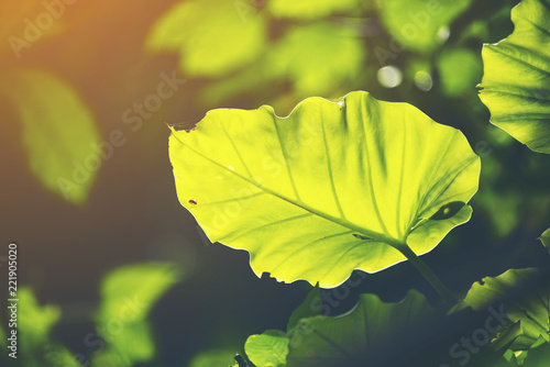 Green leaf, Rim Light