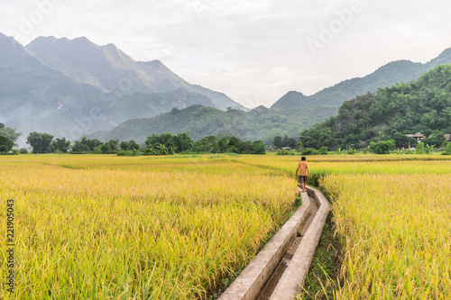 Local woman walking in the rice fields near Lac Village, Mai Chau valley, Vietnam. Beautiful fall afternoon during harvest time. Cultivated cereal grain growing in flooded fields. photo