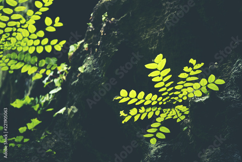 Green leaf, Rim Light