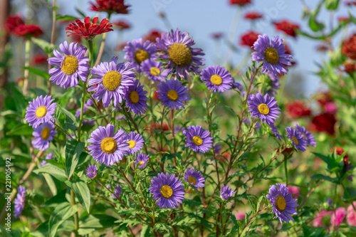 Daisy flowers in a garden