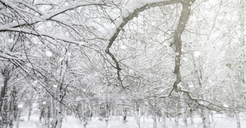 Fototapeta premium Winter park under the snow. A snowstorm in the city park. Park f